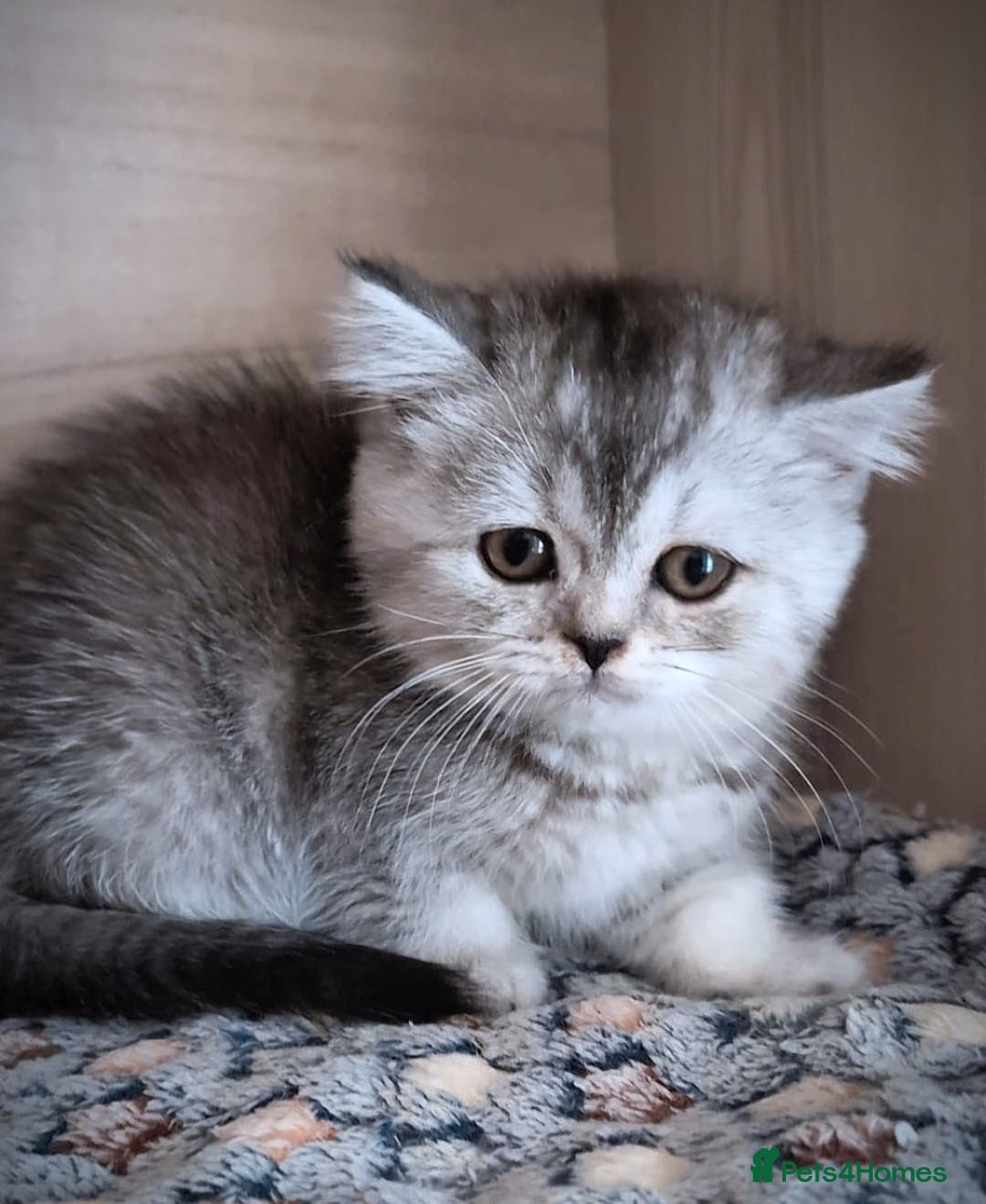 Scottish Fold cats for sale: 💙🩷LAST 2 SCOTTISH KITTENS ✅️TICA reg - Image 14