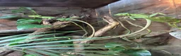 Iguana reptiles for sale: Casque Head Iguana Babies  - Advert 5