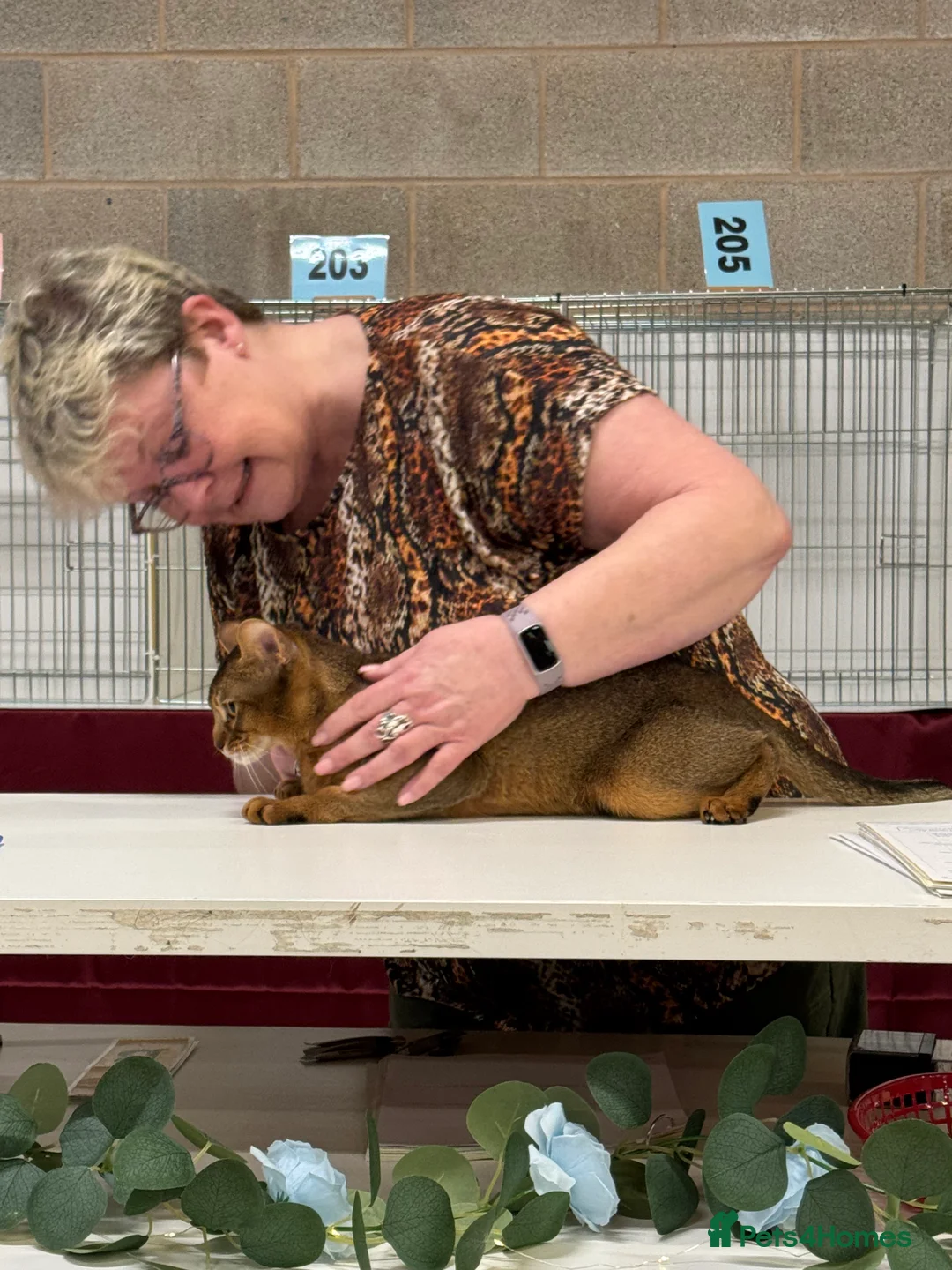 Abyssinian cats for stud: Stud Abyssinian TICA Registered in Corby - Advert 14