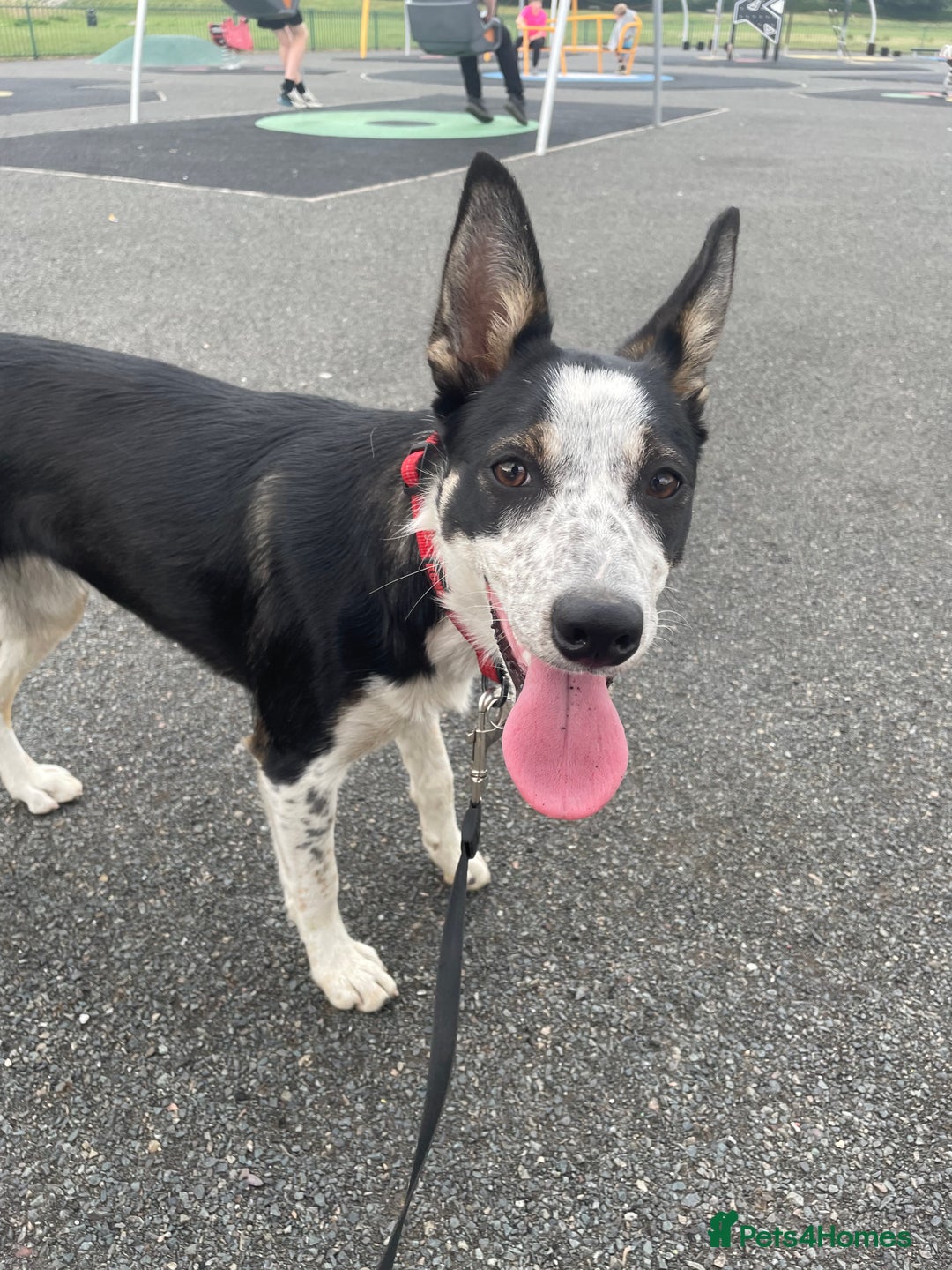 Border Collie dogs for sale: Nala Beautiful, short hair border collie female  - Image 1