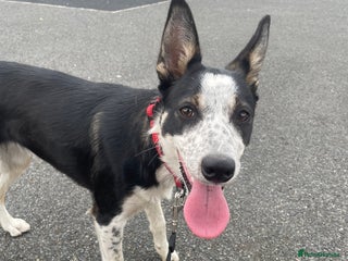 Border Collie dogs - Advert 23