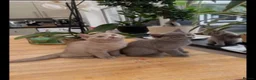 British Shorthair cats for sale: Beautiful British shorthair lilac and blue - Advert 4