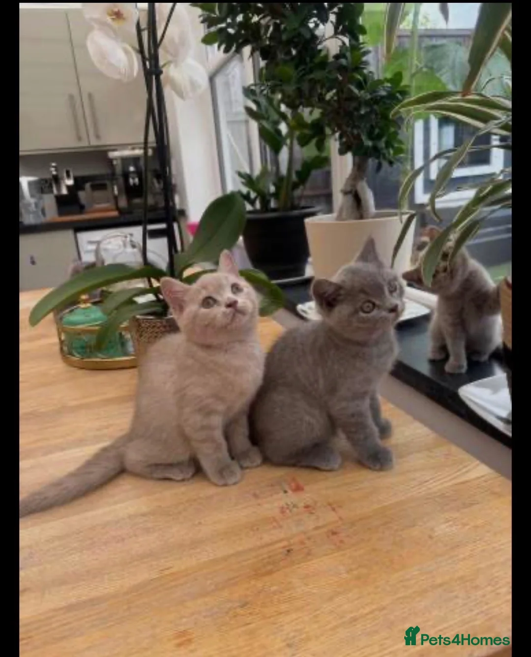 British Shorthair cats for sale: Beautiful British shorthair lilac and blue - Advert 4