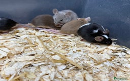Mouse rodents for sale: Fancy Mice - Standard, Rex, Double Rex (Hairless)  - Image 13
