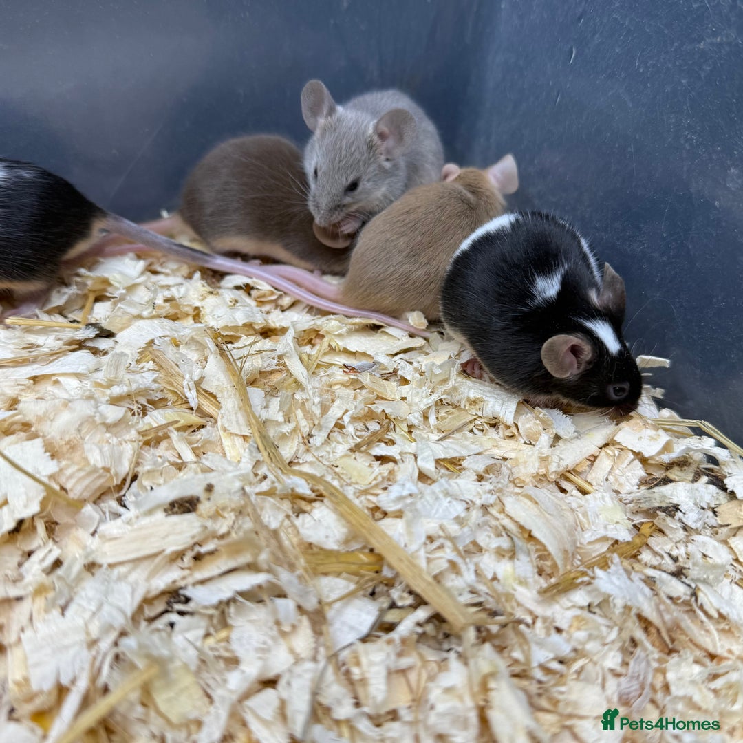 Mouse rodents for sale: Fancy Mice - Standard, Rex, Double Rex (Hairless)  - Image 13