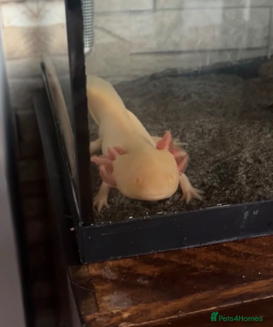 Other/Mixed Breed fish beautiful albino axolotl - Advert 2