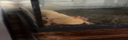 Other/Mixed Breed fish for sale: beautiful albino axolotl in Stoke-on-Trent - Advert 1