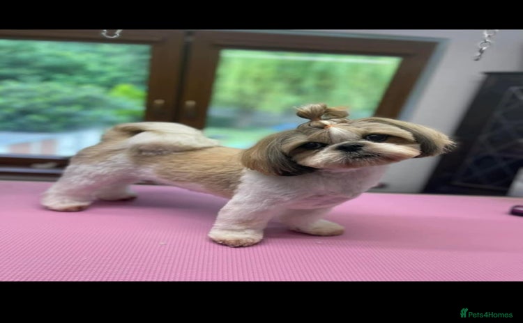 Shih Tzu dogs - Advert 1