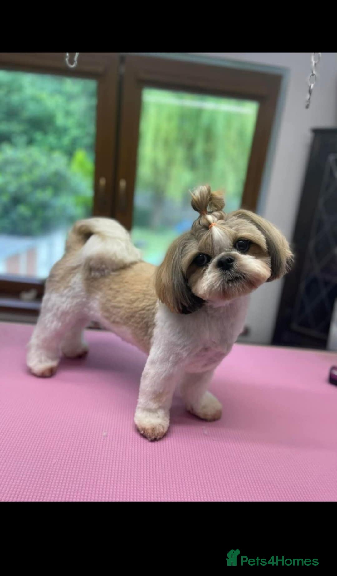 Shih Tzu dogs for sale: Puppies shih tzu - Image 1
