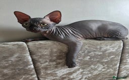 Sphynx cats for sale: Black Kittens - Image 3