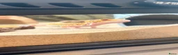 Leopard Gecko reptiles for sale: Albino Leopard Gecko in Penrith - Advert 2