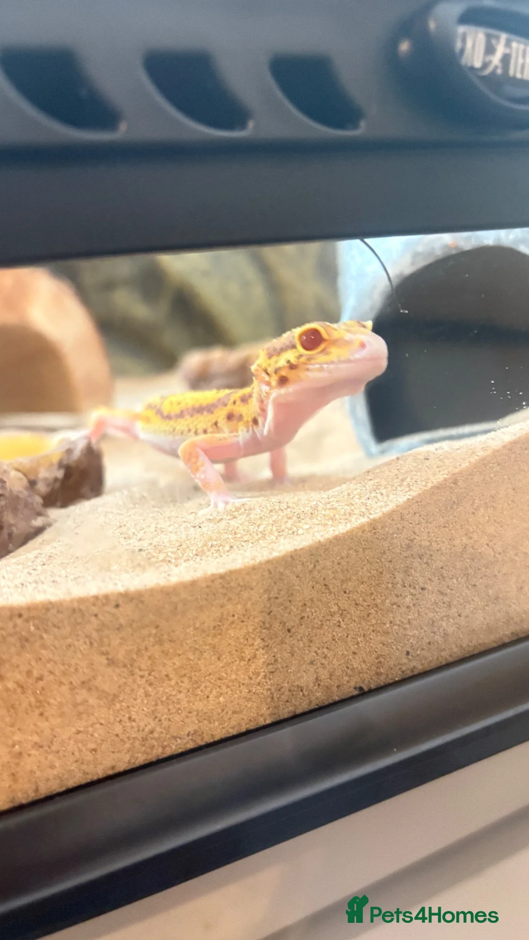 Leopard Gecko reptiles for sale: Albino Leopard Gecko in Penrith - Advert 2
