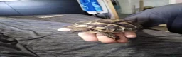 Hermann Tortoise reptiles for sale: Hermann Tortoise, 4 years old, Female in Saltash - Advert 1