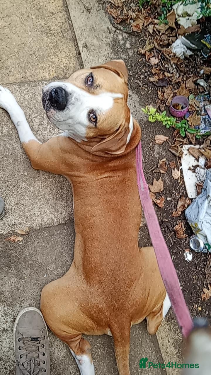 Mixed Breed dogs His name is chase  - Advert 3