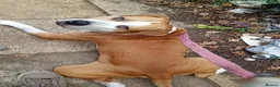 Mixed Breed dogs for sale: His name is chase  - Advert 1