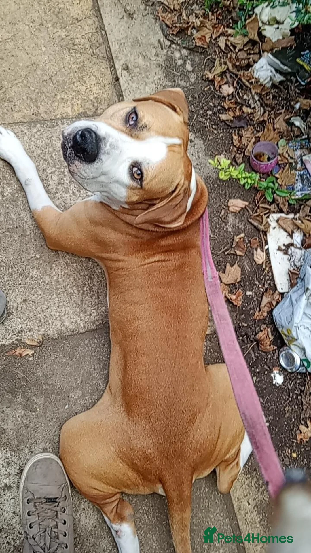 Mixed Breed dogs for sale: His name is chase  - Advert 1