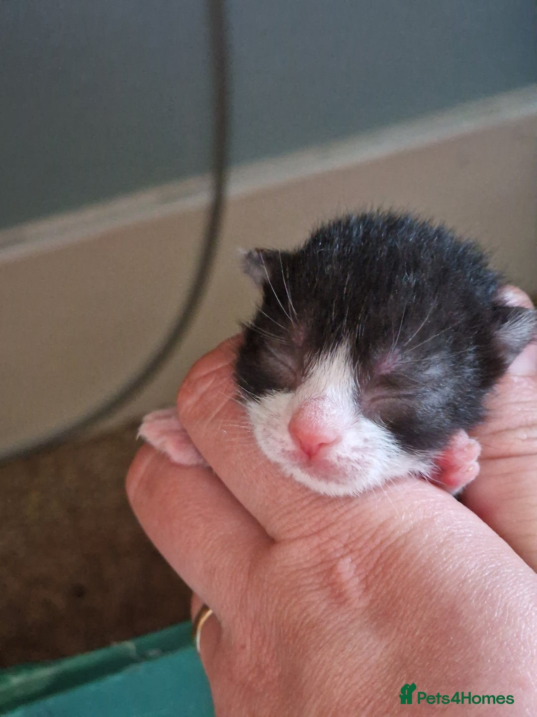 Mixed Breed cats for sale: Kittens ready now - Image 2