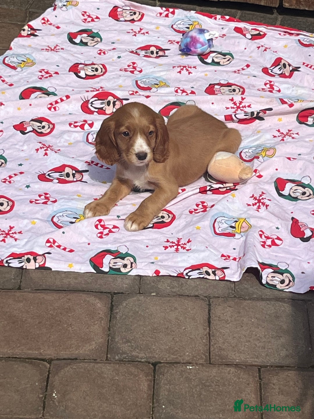 Cocker Spaniel dogs for sale: Beautiful cocker spaniel puppies  - Image 13