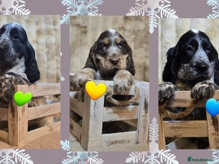 Cocker Spaniel dogs Cocker Spaniel puppies - Advert 16