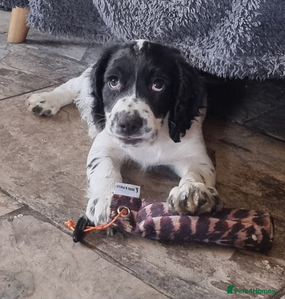 Cocker Spaniel dogs Quality KC/DNA clear Cocker spaniel pup  - Advert 2