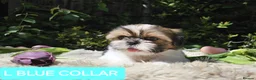 Shih Tzu dogs for sale:  💞 PURE STANDARD SHIH TZU 💕 - Advert 22