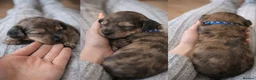 Miniature Dachshund dogs for sale: Stunning Miniature Dachshund Puppies  in Wantage - Advert 1