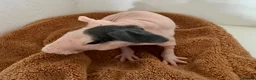 Guinea Pig rodents for sale: Beautiful Skinny Guinea Pig Sows  - Advert 5