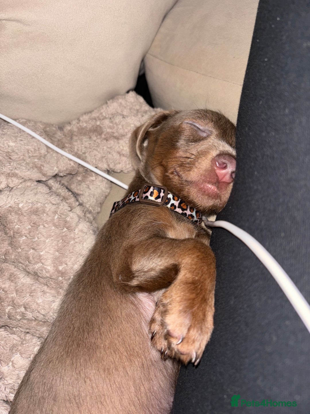 Miniature Dachshund dogs for sale: Miniature daschund  - Image 6