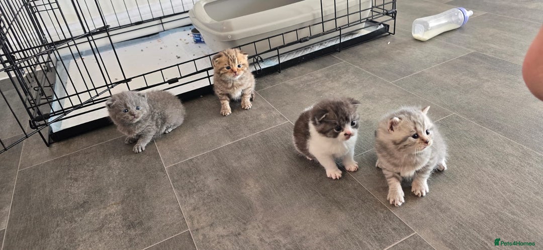 Scottish Fold cats for sale: For sale Scottish fold kitties  - Image 13