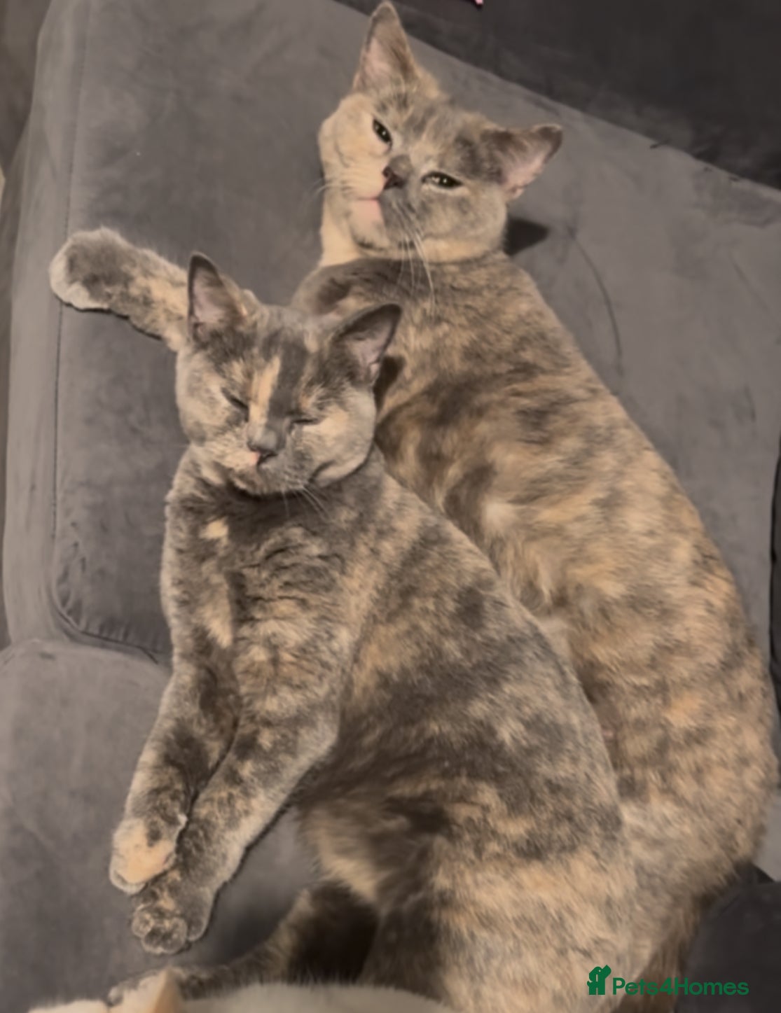 British Shorthair cats Kid & Baby Kid need a home, British shorthairs  - Advert 6