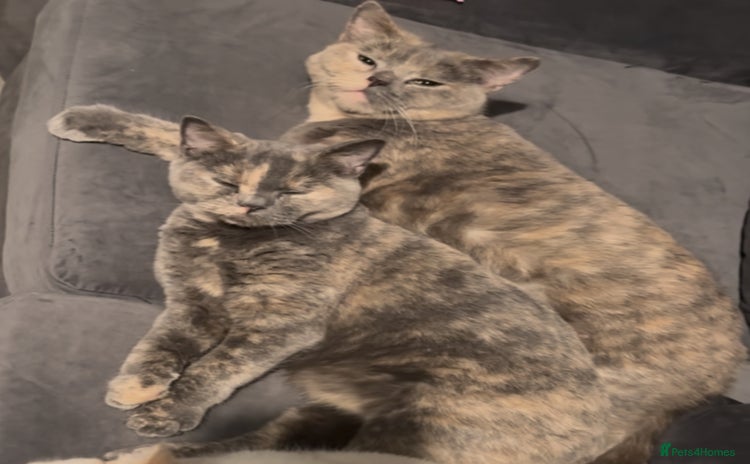 British Shorthair cats - Advert 9