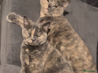 British Shorthair cats - Advert 20