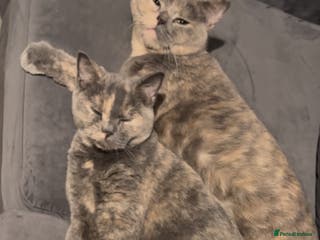 British Shorthair cats Kid & Baby Kid need a home, British shorthairs - Advert 8