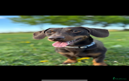 Dachshund dogs for sale: Standard Dachshund Puppy – Ready Now - Image 14