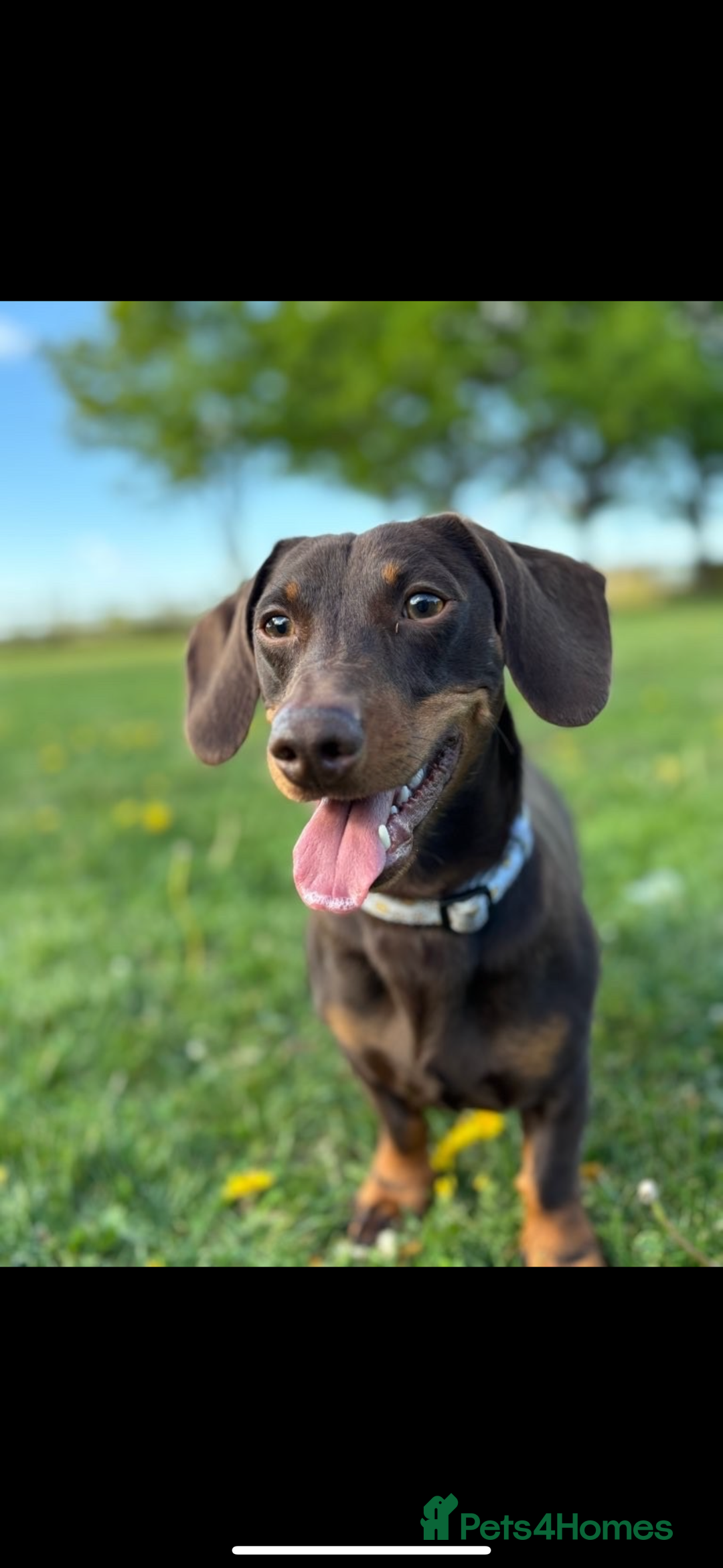 Dachshund dogs for sale: Standard Dachshund Puppy – Ready Now - Image 14