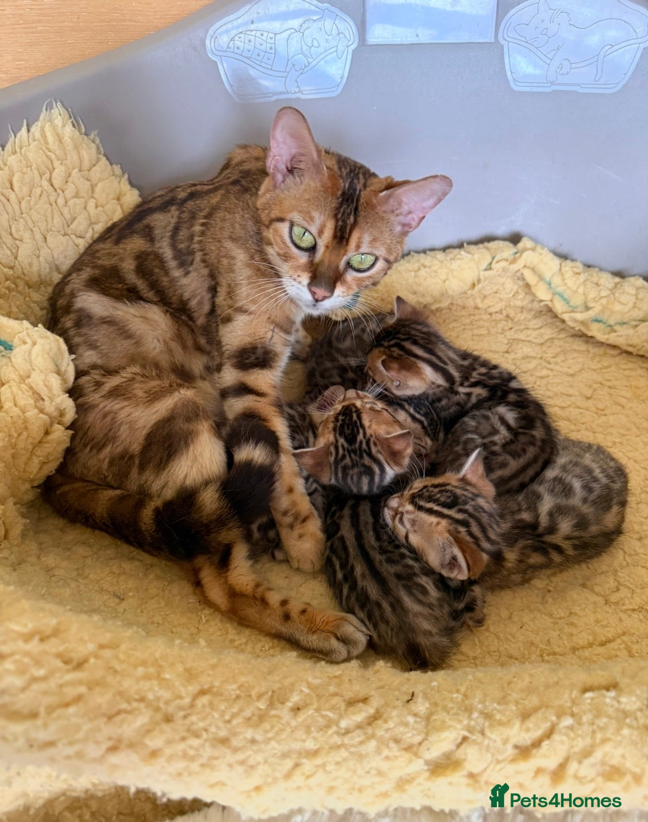 Bengal cats Stunning 🔥 TICA 🐾 Health tested Bengal Kittens  - Advert 1