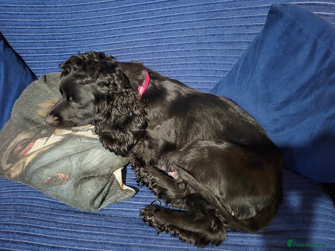 Bocker dogs for sale: Cocker spaniel X bocker pups for sale  - Advert 4