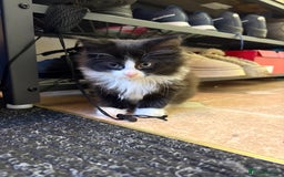 Ragdoll cats for sale: Longhair ragdoll kittens  - Advert 11