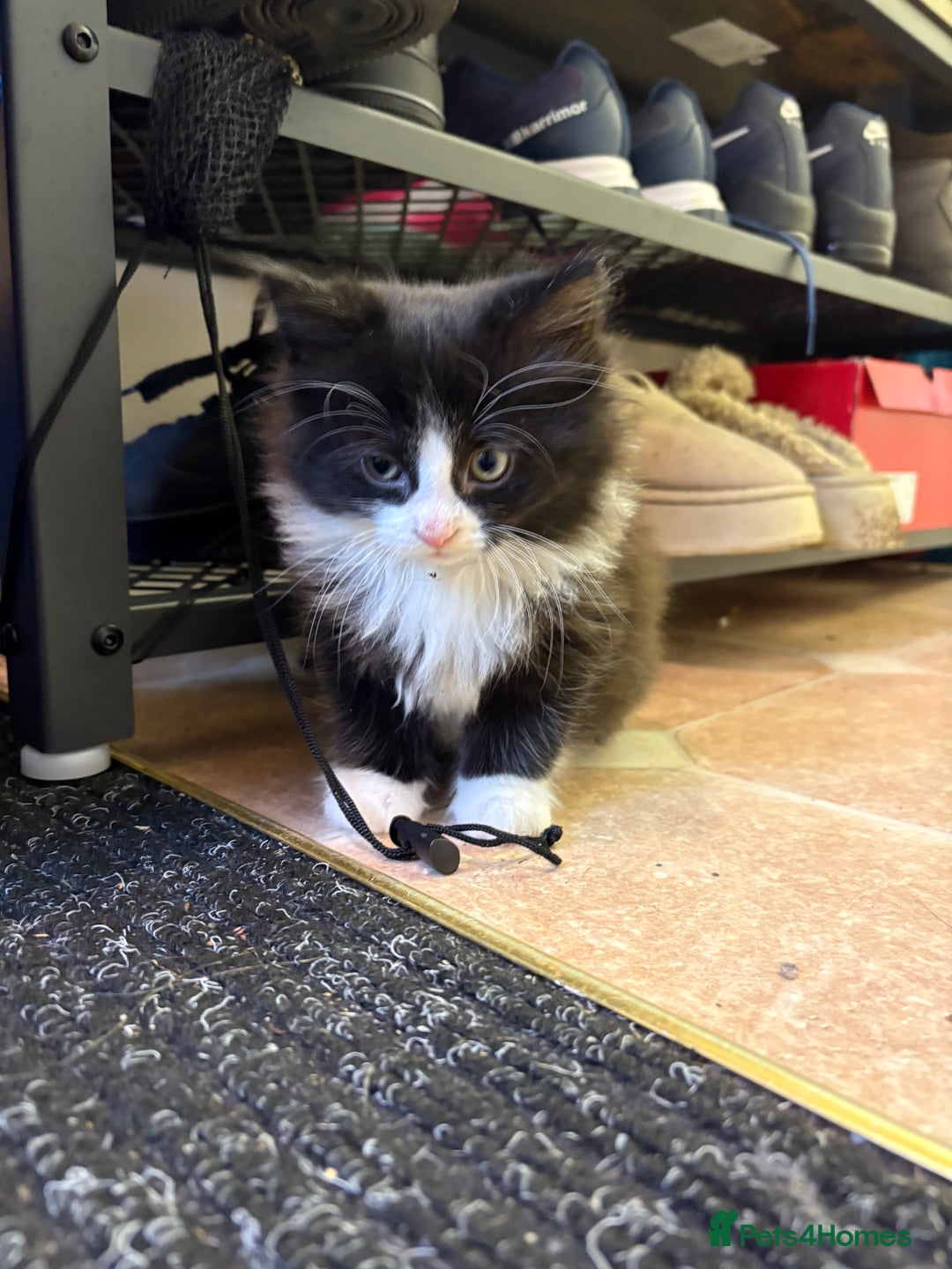 Ragdoll cats for sale: Longhair ragdoll kittens  - Advert 11