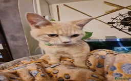 British Shorthair cats for sale: GCCF kittens ready 2 leave now - Advert 10