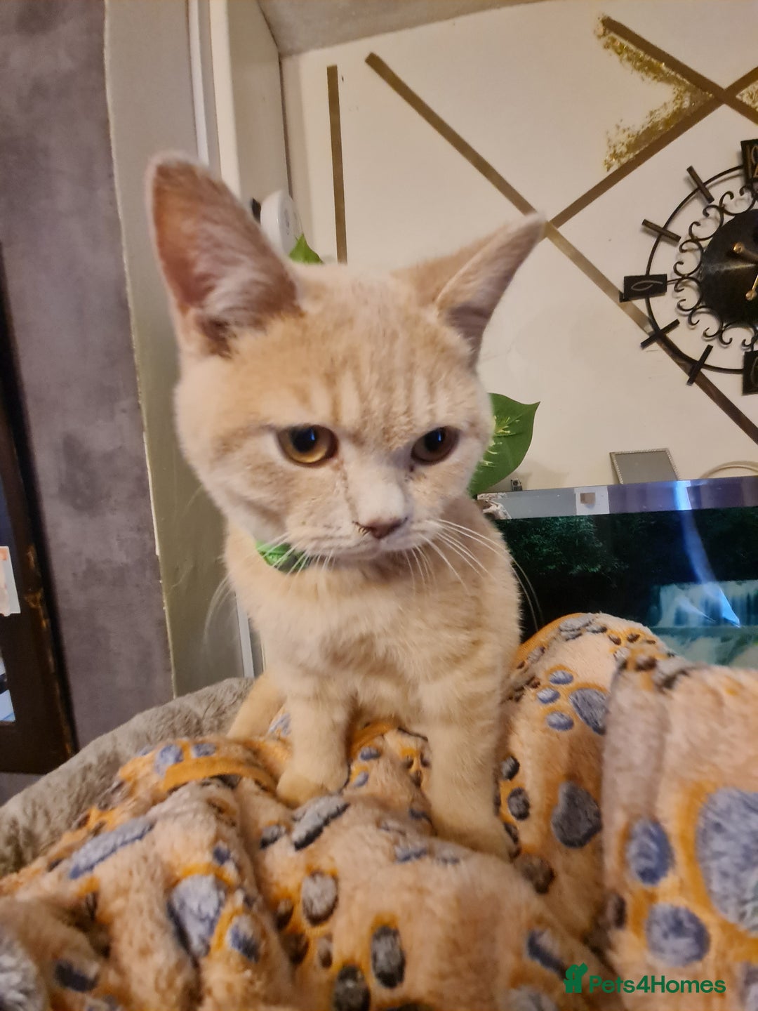 British Shorthair cats for sale: GCCF kittens ready 2 leave now - Advert 10