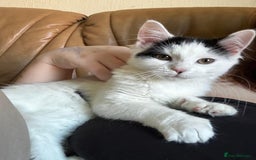 British Longhair cats for sale: Urgently Rehoming 2 beautiful cats - Image 6