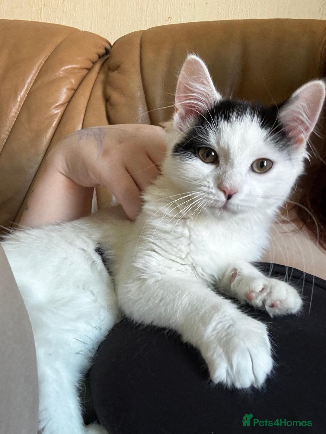 British Longhair cats for sale: Urgently Rehoming 2 beautiful cats - Image 6
