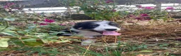 Border Collie dogs for sale: Beautiful Tri Border Collies looking for 5⭐️ homes - Advert 4