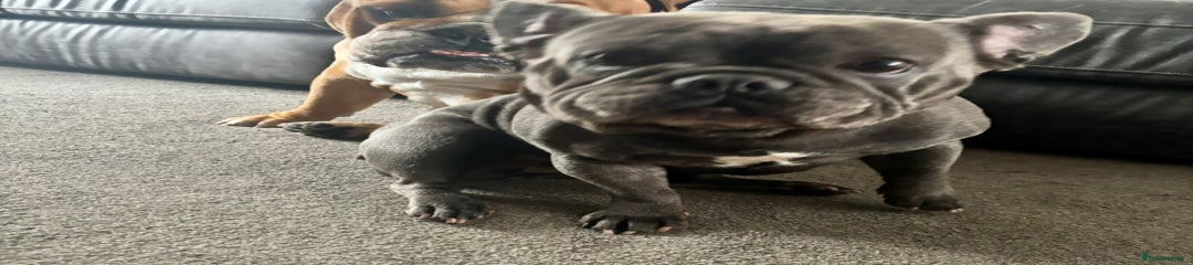 French Bulldog Puppy 2