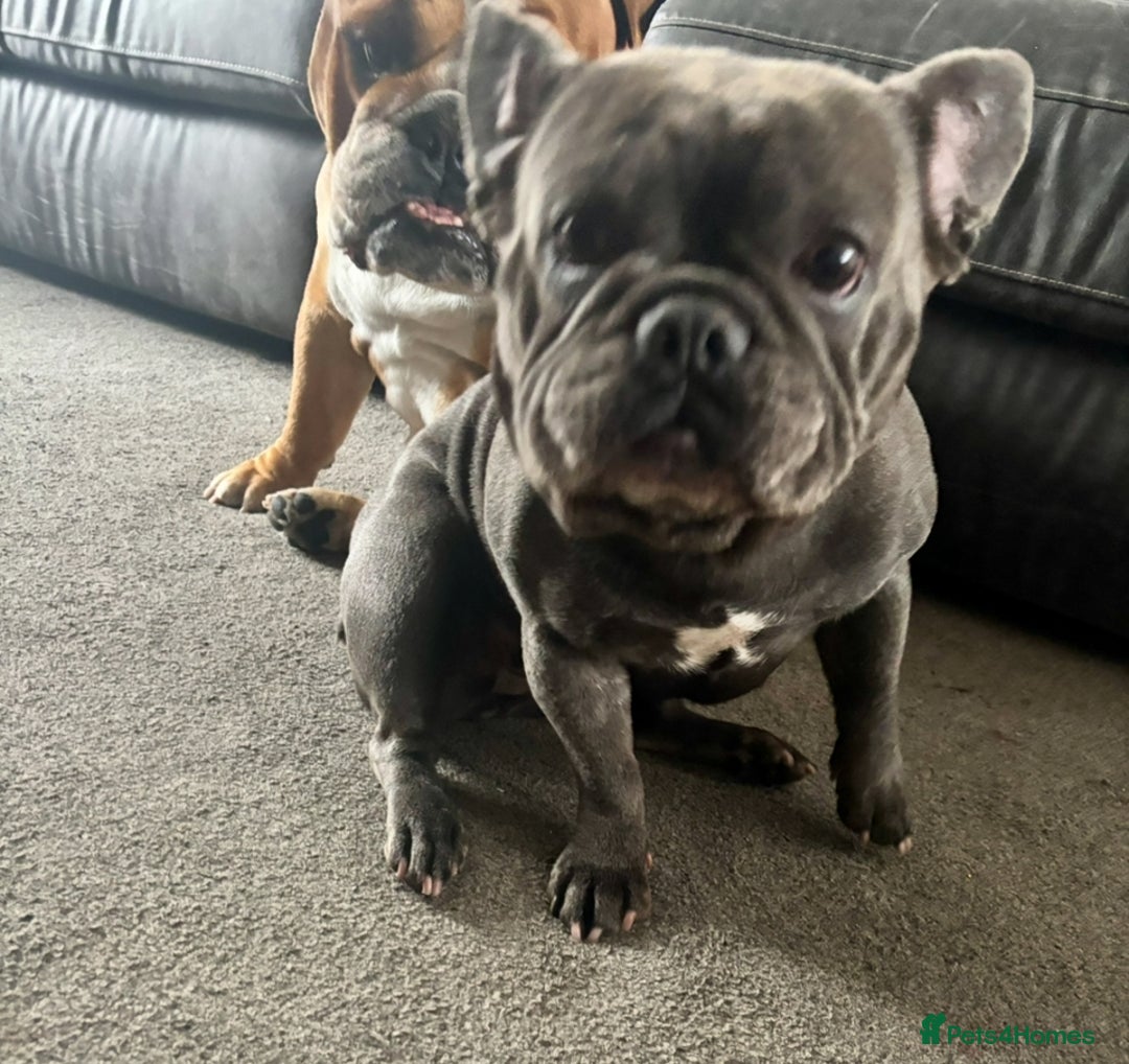 English Bulldog dogs for sale: FRENCH & ENGLISH BULLDOGS  - Image 2