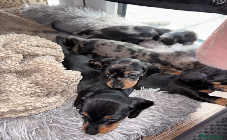 Miniature Dachshund dogs - Advert 1