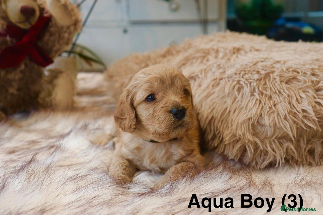 Cavapoochon dogs for sale: Cavapoochon Puppies Looking for Loving Families🐾 - Image 3