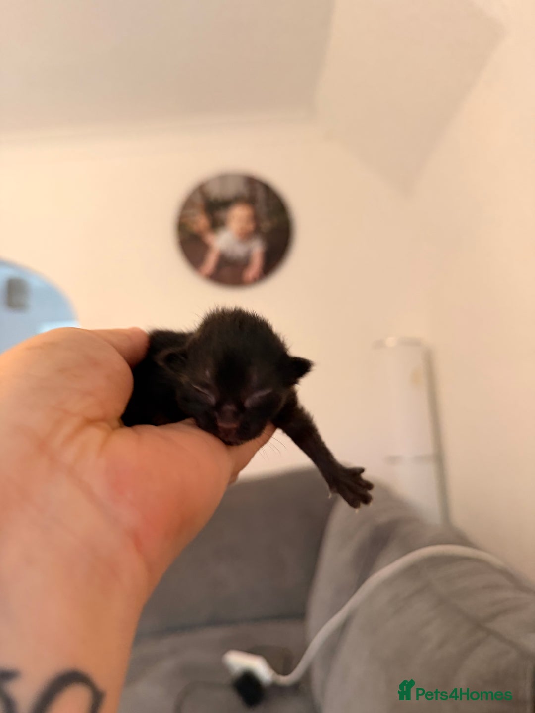 Domestic Shorthair cats for sale: 3 baby kittens ready for  **  eve - Image 5