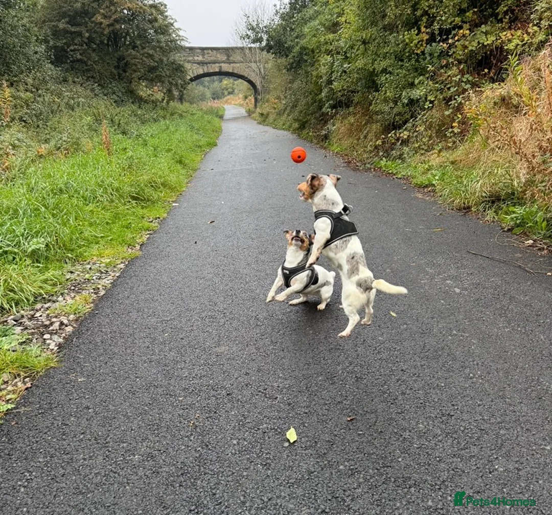Jack Russell dogs for stud: Silver Merle carrying Blue and Chocolate in Bradford - Advert 11